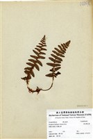 藏品(密毛鱗毛蕨)的圖片